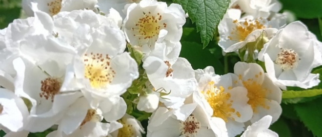 La Rosa: Storia, Coltivazione e Segreti della Regina del Giardino